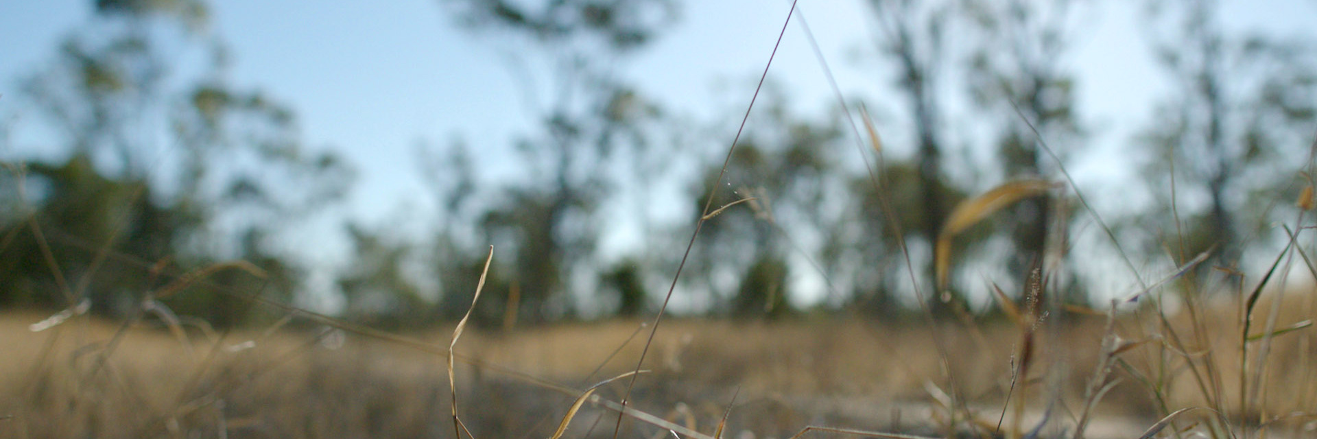 Grasses in the bush