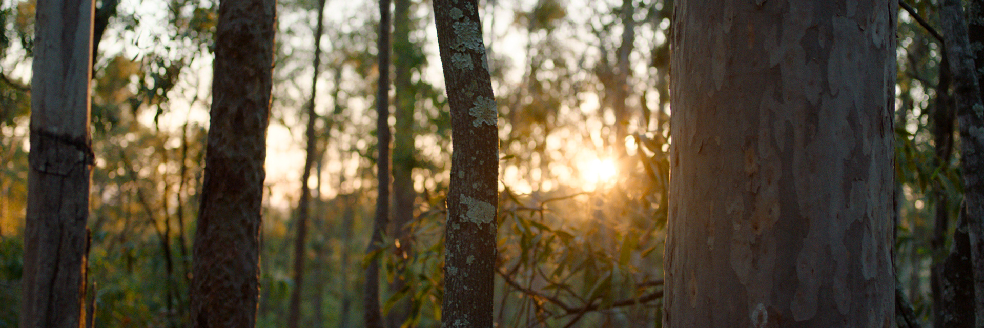 Sunrise through trees in bushland
